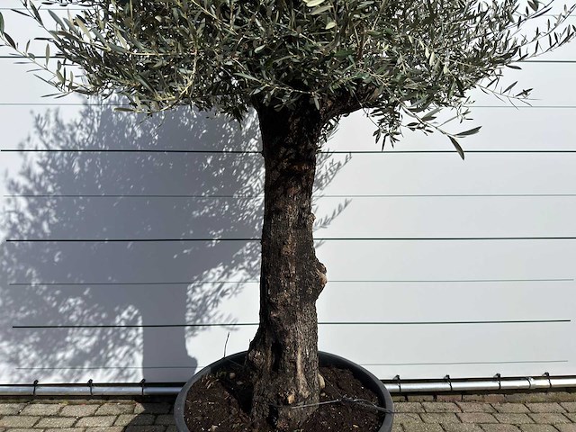Olijfboom old trunk - olea europaea - ca. 120 jaar oud - hoogte ca. 280 cm - afbeelding 8 van  9