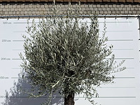 Olijfboom old trunk - olea europaea - ca. 120 jaar oud - hoogte ca. 280 cm - afbeelding 9 van  9