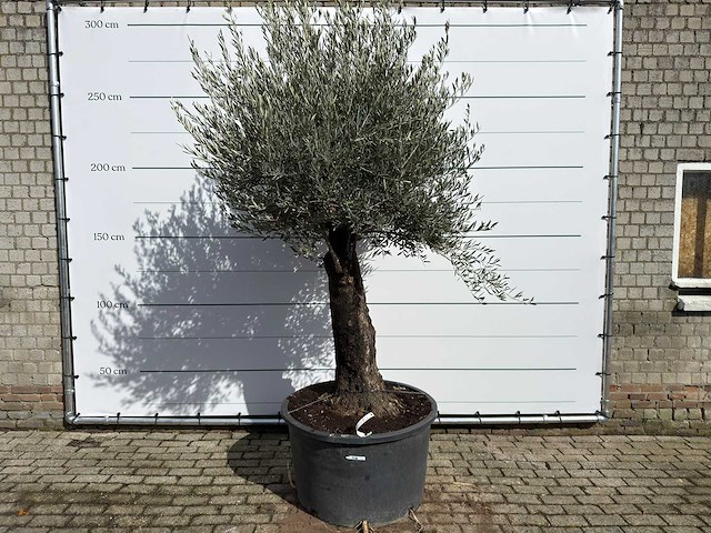 Olijfboom old trunk - olea europaea - ca. 120 jaar oud - hoogte ca. 280 cm - afbeelding 1 van  9