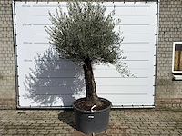 Olijfboom old trunk - olea europaea - ca. 120 jaar oud - hoogte ca. 280 cm