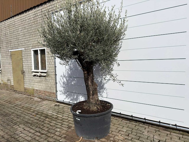 Olijfboom old trunk - olea europaea - ca. 120 jaar oud - hoogte ca. 280 cm - afbeelding 2 van  9