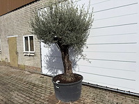 Olijfboom old trunk - olea europaea - ca. 120 jaar oud - hoogte ca. 280 cm - afbeelding 2 van  9