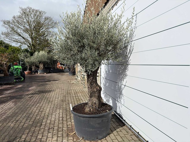 Olijfboom old trunk - olea europaea - ca. 120 jaar oud - hoogte ca. 280 cm - afbeelding 3 van  9