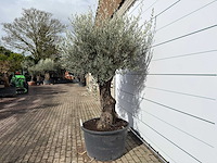 Olijfboom old trunk - olea europaea - ca. 120 jaar oud - hoogte ca. 280 cm - afbeelding 3 van  9