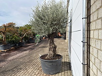 Olijfboom old trunk - olea europaea - ca. 120 jaar oud - hoogte ca. 280 cm - afbeelding 4 van  9