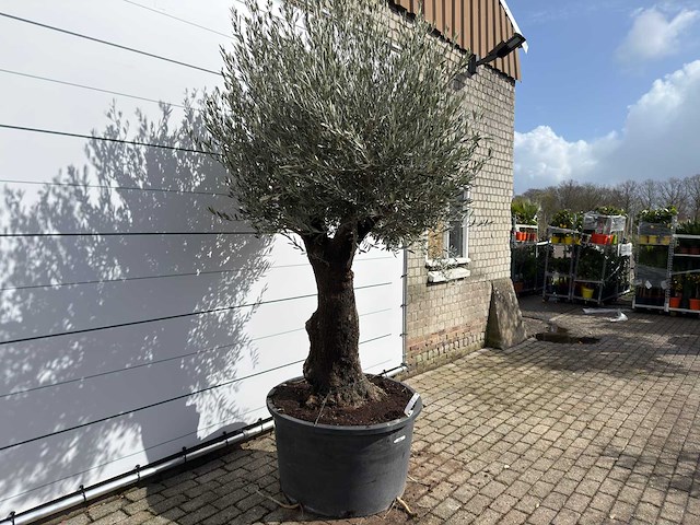 Olijfboom old trunk - olea europaea - ca. 120 jaar oud - hoogte ca. 280 cm - afbeelding 5 van  9