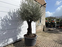 Olijfboom old trunk - olea europaea - ca. 120 jaar oud - hoogte ca. 280 cm - afbeelding 5 van  9