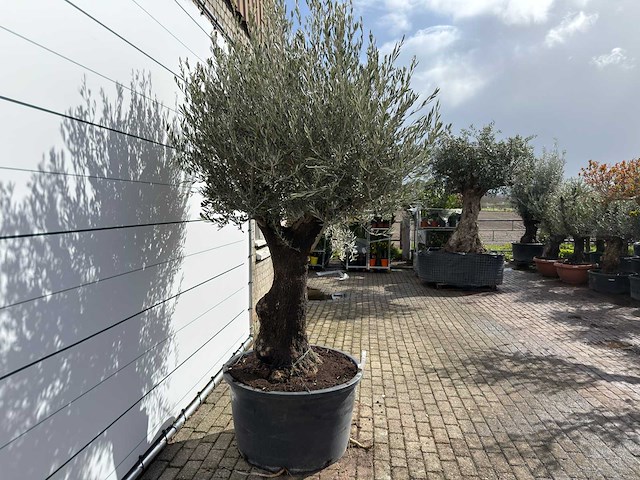 Olijfboom old trunk - olea europaea - ca. 120 jaar oud - hoogte ca. 280 cm - afbeelding 6 van  9
