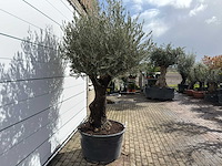 Olijfboom old trunk - olea europaea - ca. 120 jaar oud - hoogte ca. 280 cm - afbeelding 6 van  9