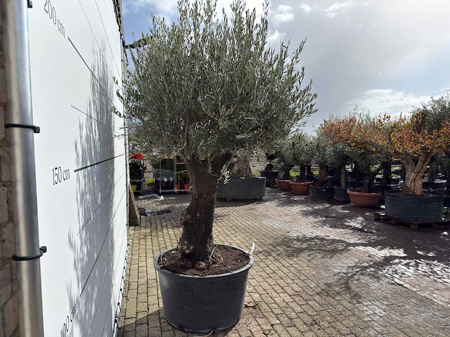 Olijfboom old trunk - olea europaea - ca. 120 jaar oud - hoogte ca. 280 cm - afbeelding 7 van  9