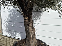 Olijfboom old trunk - olea europaea - ca. 120 jaar oud - hoogte ca. 280 cm - afbeelding 8 van  9