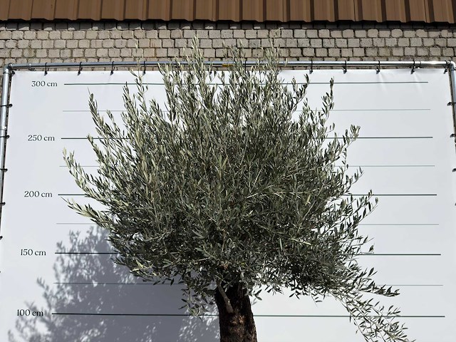 Olijfboom old trunk - olea europaea - ca. 120 jaar oud - hoogte ca. 280 cm - afbeelding 9 van  9
