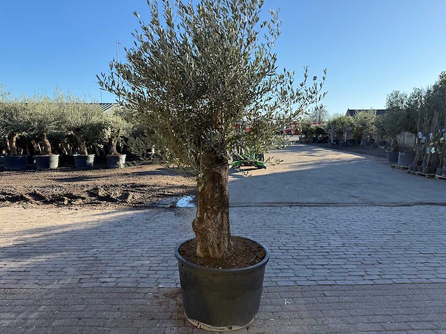 Olijfboom old trunk - olea europaea - ca. 50 jaar oud - hoogte ca. 250 cm - afbeelding 5 van  7