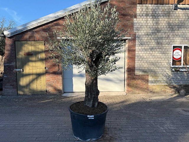 Olijfboom old trunk - olea europaea - ca. 75 jaar oud - hoogte ca. 220 cm - afbeelding 1 van  7