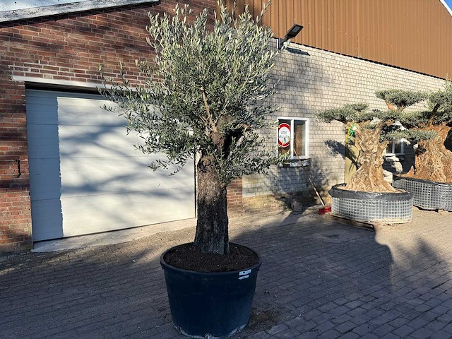Olijfboom old trunk - olea europaea - ca. 75 jaar oud - hoogte ca. 220 cm - afbeelding 2 van  7