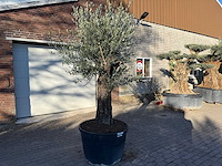Olijfboom old trunk - olea europaea - ca. 75 jaar oud - hoogte ca. 220 cm - afbeelding 2 van  7