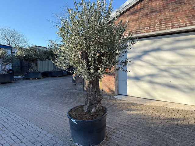 Olijfboom old trunk - olea europaea - ca. 75 jaar oud - hoogte ca. 220 cm - afbeelding 3 van  7
