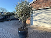 Olijfboom old trunk - olea europaea - ca. 75 jaar oud - hoogte ca. 220 cm - afbeelding 3 van  7