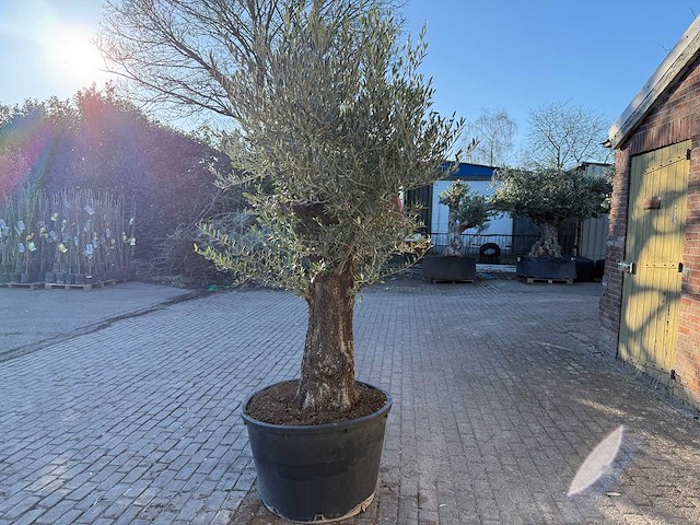 Olijfboom old trunk - olea europaea - ca. 75 jaar oud - hoogte ca. 220 cm - afbeelding 4 van  7