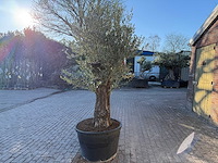 Olijfboom old trunk - olea europaea - ca. 75 jaar oud - hoogte ca. 220 cm - afbeelding 4 van  7