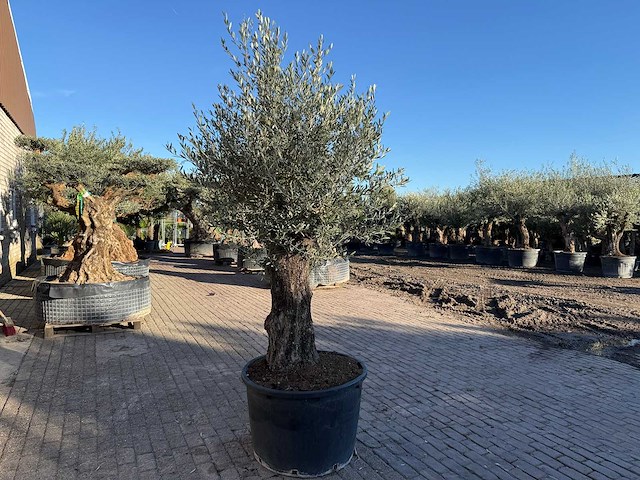 Olijfboom old trunk - olea europaea - ca. 75 jaar oud - hoogte ca. 220 cm - afbeelding 6 van  7