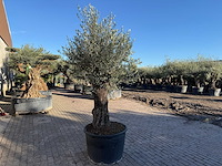 Olijfboom old trunk - olea europaea - ca. 75 jaar oud - hoogte ca. 220 cm - afbeelding 6 van  7