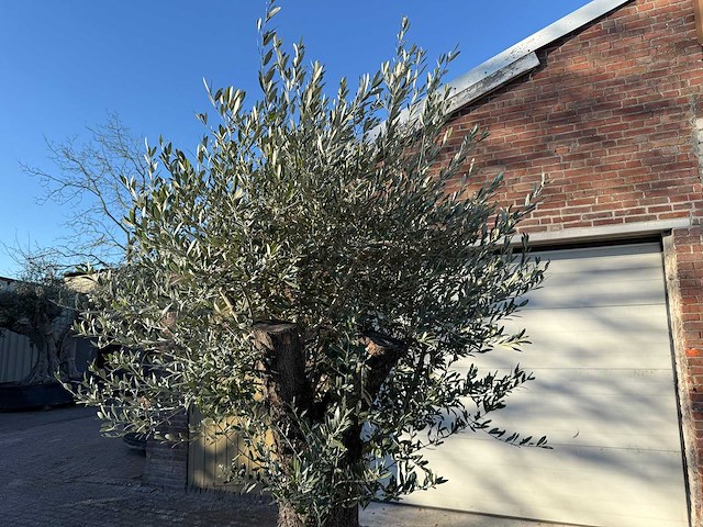 Olijfboom old trunk - olea europaea - ca. 75 jaar oud - hoogte ca. 220 cm - afbeelding 7 van  7
