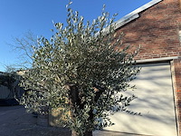 Olijfboom old trunk - olea europaea - ca. 75 jaar oud - hoogte ca. 220 cm - afbeelding 7 van  7