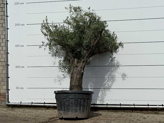 Olijfboom old trunk - olea europaea - ca. 75 jaar oud - hoogte ca. 220 cm - afbeelding 2 van  3