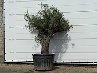 Olijfboom old trunk - olea europaea - ca. 75 jaar oud - hoogte ca. 220 cm - afbeelding 2 van  3
