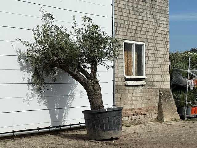 Olijfboom old trunk - olea europaea - ca. 75 jaar oud - hoogte ca. 220 cm - afbeelding 3 van  3