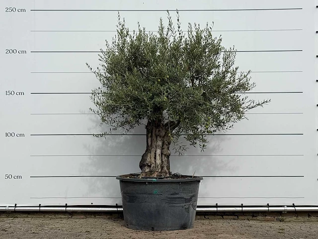 Olijfboom old trunk - olea europaea - ca. 75 jaar oud - hoogte ca. 220 cm - afbeelding 1 van  3