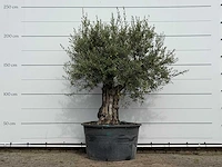 Olijfboom old trunk - olea europaea - ca. 75 jaar oud - hoogte ca. 220 cm