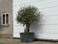 Olijfboom old trunk - olea europaea - ca. 75 jaar oud - hoogte ca. 220 cm - afbeelding 2 van  3