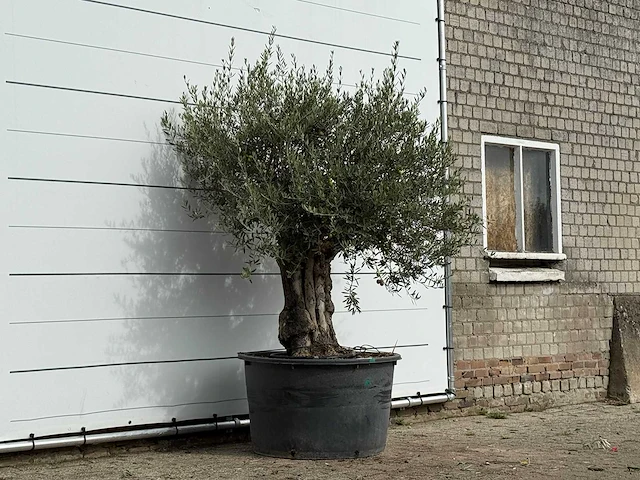 Olijfboom old trunk - olea europaea - ca. 75 jaar oud - hoogte ca. 220 cm - afbeelding 3 van  3