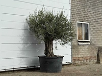 Olijfboom old trunk - olea europaea - ca. 75 jaar oud - hoogte ca. 220 cm - afbeelding 3 van  3