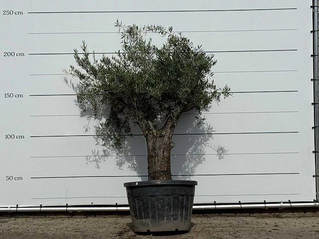 Olijfboom old trunk - olea europaea - ca. 75 jaar oud - hoogte ca. 220 cm - afbeelding 1 van  3