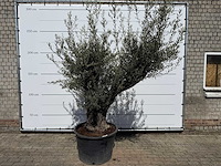 Olijfboom old trunk - olea europaea - ca. 75 jaar oud - hoogte ca. 240 cm