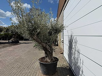 Olijfboom old trunk - olea europaea - ca. 75 jaar oud - hoogte ca. 240 cm - afbeelding 3 van  8