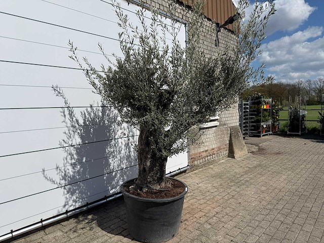 Olijfboom old trunk - olea europaea - ca. 75 jaar oud - hoogte ca. 240 cm - afbeelding 5 van  8