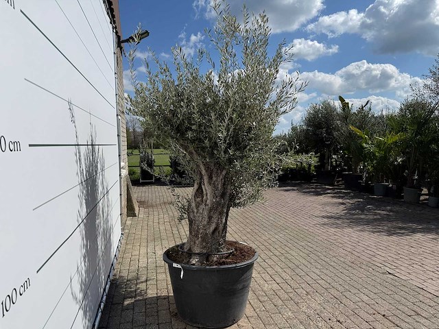 Olijfboom old trunk - olea europaea - ca. 75 jaar oud - hoogte ca. 240 cm - afbeelding 6 van  8