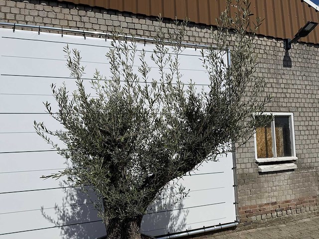 Olijfboom old trunk - olea europaea - ca. 75 jaar oud - hoogte ca. 240 cm - afbeelding 8 van  8