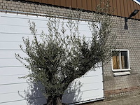 Olijfboom old trunk - olea europaea - ca. 75 jaar oud - hoogte ca. 240 cm - afbeelding 8 van  8