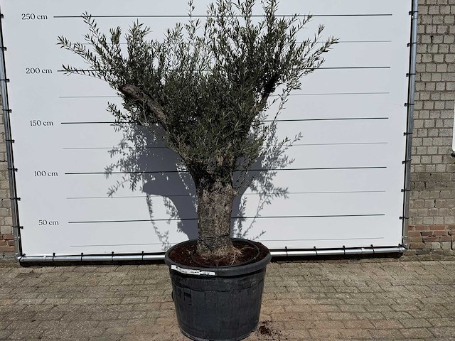 Olijfboom old trunk - olea europaea - ca. 75 jaar oud - hoogte ca. 240 cm - afbeelding 1 van  7