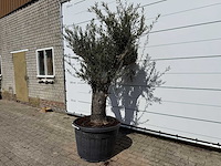 Olijfboom old trunk - olea europaea - ca. 75 jaar oud - hoogte ca. 240 cm - afbeelding 2 van  7