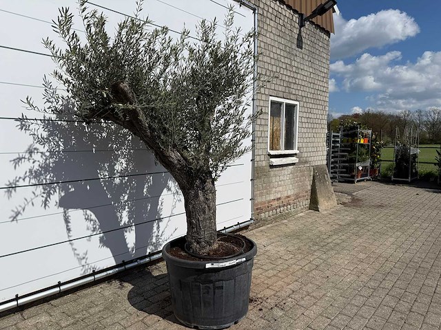 Olijfboom old trunk - olea europaea - ca. 75 jaar oud - hoogte ca. 240 cm - afbeelding 3 van  7