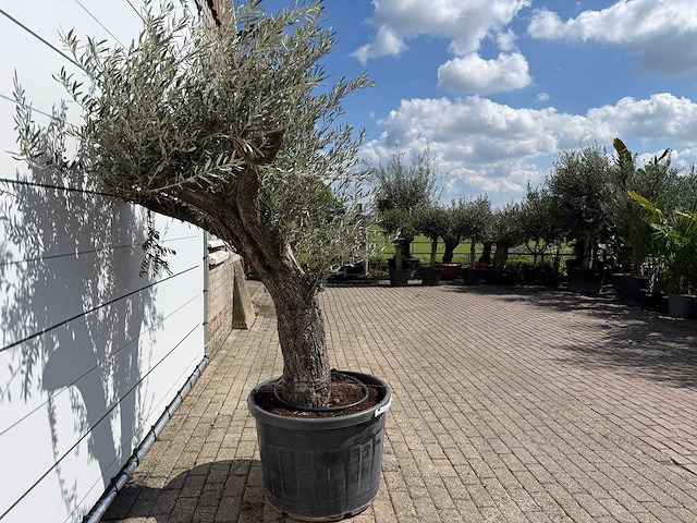 Olijfboom old trunk - olea europaea - ca. 75 jaar oud - hoogte ca. 240 cm - afbeelding 4 van  7