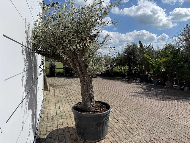 Olijfboom old trunk - olea europaea - ca. 75 jaar oud - hoogte ca. 240 cm - afbeelding 5 van  7