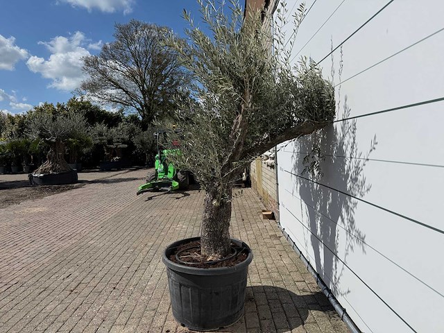 Olijfboom old trunk - olea europaea - ca. 75 jaar oud - hoogte ca. 240 cm - afbeelding 6 van  7