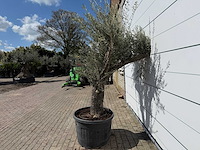 Olijfboom old trunk - olea europaea - ca. 75 jaar oud - hoogte ca. 240 cm - afbeelding 6 van  7